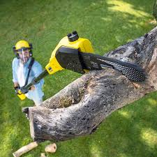 Best Stump Grinding and Removal  in Mbria, CA